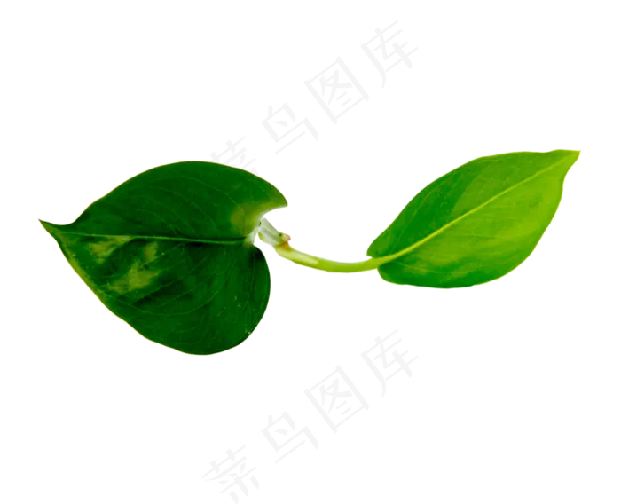 分叉绿叶叶子(3000X3000(DPI:300))