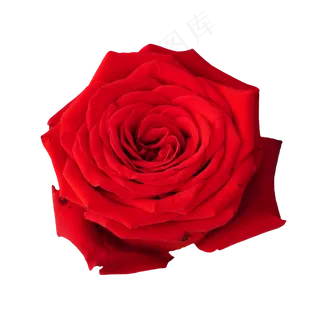红色玫瑰花花朵,免抠元素