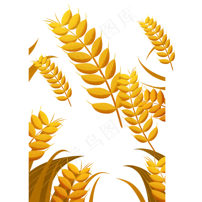 芒种金黄色麦穗(2000X2000(DPI:300))psd模版下载