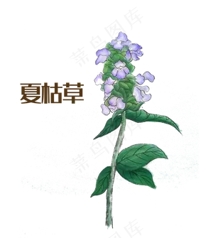 国画中药材夏枯草,免抠元素