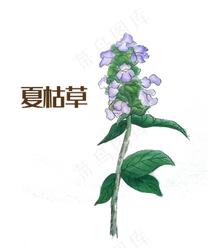 国画中药材夏枯草,免抠元素
