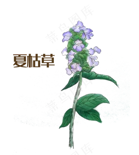 国画中药材夏枯草,免抠元素 国画中药材夏枯草,免抠元素