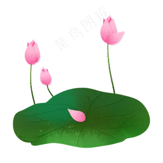 二十四节气之大暑荷叶荷花