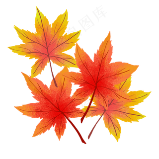红色枫叶叶子,免抠元素