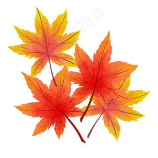红色枫叶叶子,免抠元素