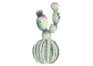 淡色水彩仙人掌植物