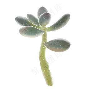 春季水彩植物多肉