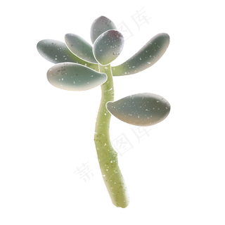 春季水彩植物多肉
