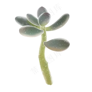 春季水彩植物多肉
