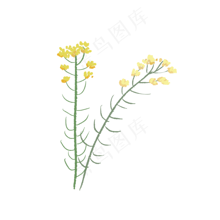 一簇一簇油菜花开花