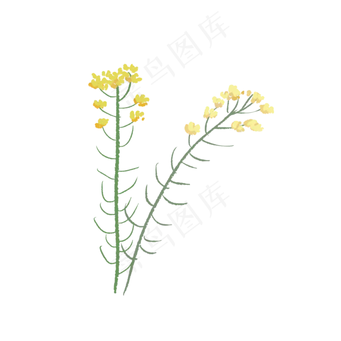 一簇一簇油菜花开花