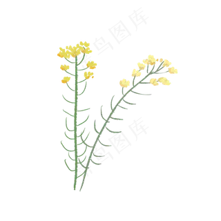 一簇一簇油菜花开花