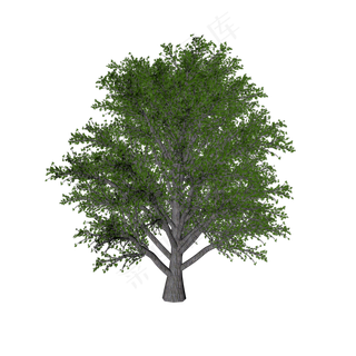 绿色树木植物,免抠元素