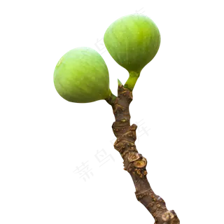 树枝上的两个无花果