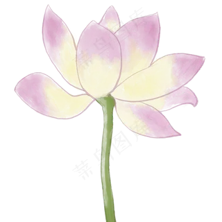 荷花大暑节气莲花