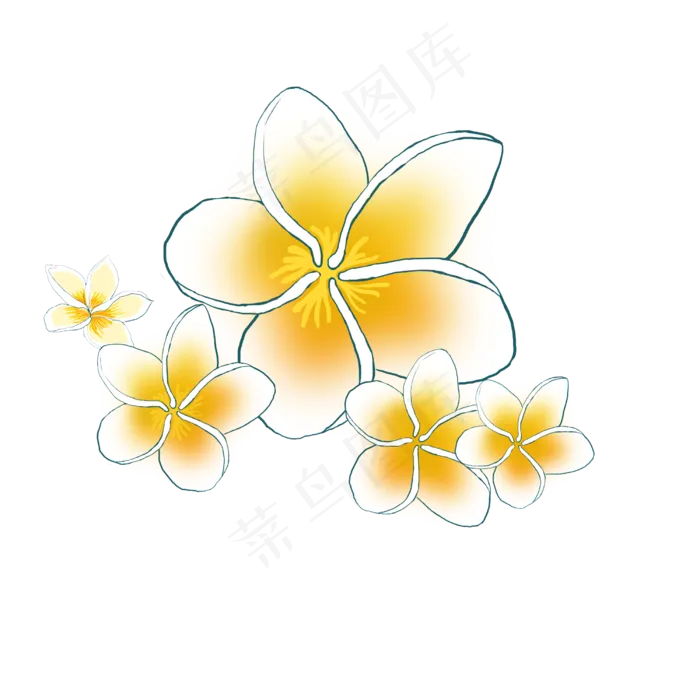 夏威夷鸡蛋花(2500*2500px 72 dpi )psd模版下载