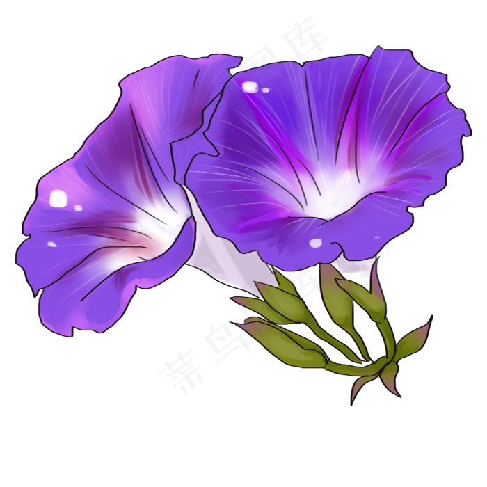 手绘紫色牵牛花插画