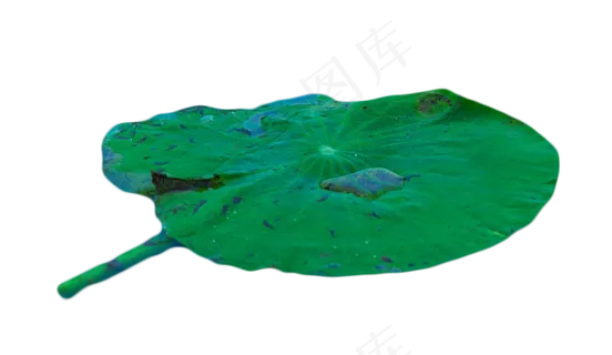 池塘荷塘荷叶 池塘荷塘荷叶