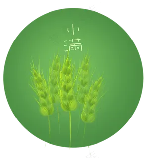 二十四节气绿色的麦穗
