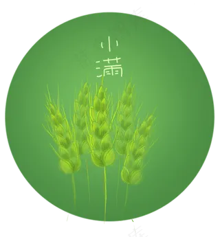 二十四节气绿色的麦穗