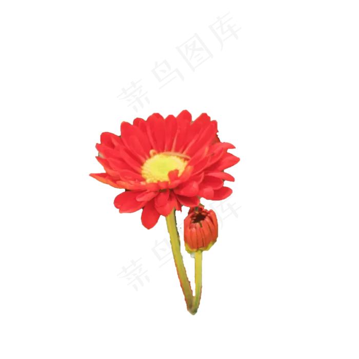 单朵美丽花束大自然赠(2000X2000(DPI:300))psd模版下载