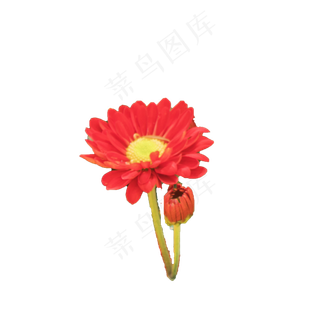 单朵美丽花束大自然赠