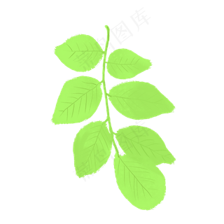 春天绿色嫩绿杨树叶