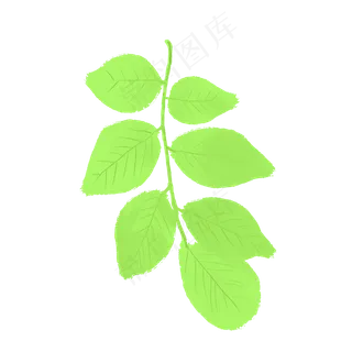 春天绿色嫩绿杨树叶