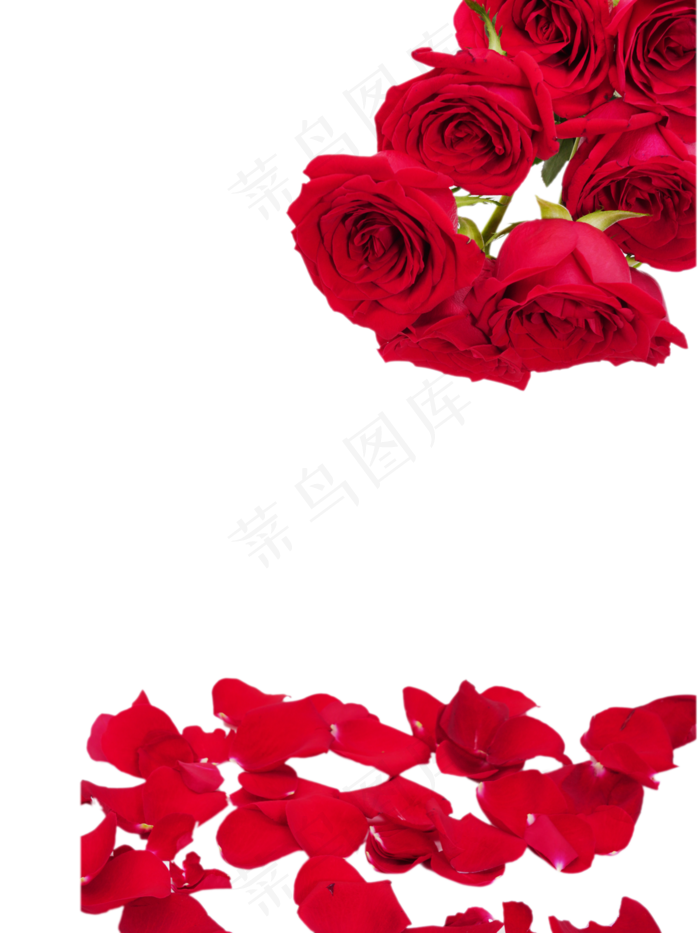 鲜花花朵红玫瑰