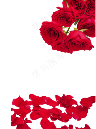 鲜花花朵红玫瑰
