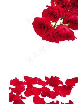 鲜花花朵红玫瑰