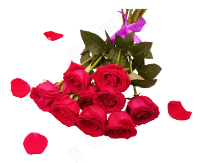 一把红色玫瑰花