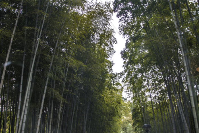 郁郁葱葱茂密的树林,免抠元素(2400X1600(DPI:300))psd模版下载