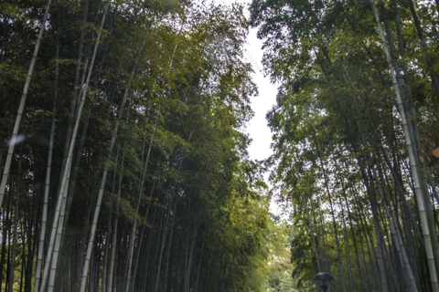 郁郁葱葱茂密的树林,免抠元素