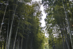 郁郁葱葱茂密的树林,免抠元素