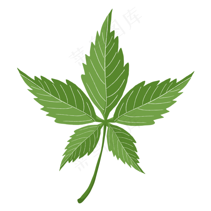 绿色树叶绿色的枫叶