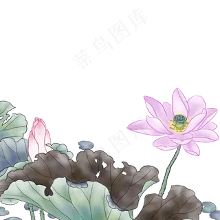 新鲜的荷花免抠图