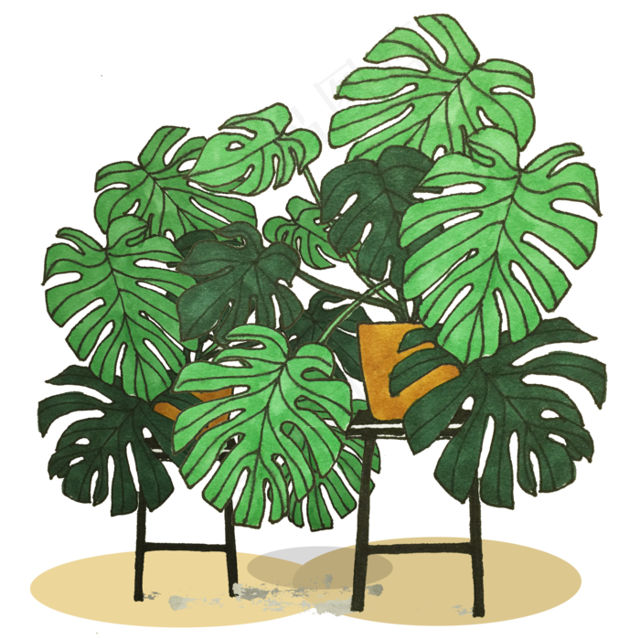 绿色盆栽植物免扣素材(2000X2000(DPI:300))psd模版下载