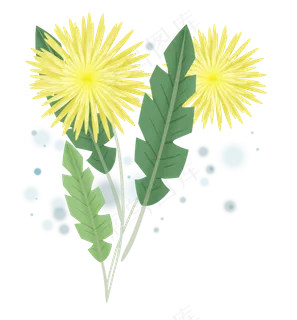 春天黄色蒲公英花朵,免抠元素