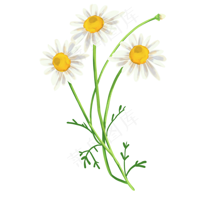 美丽白色洋甘菊,免抠元素(2000X2000(DPI:300))psd模版下载