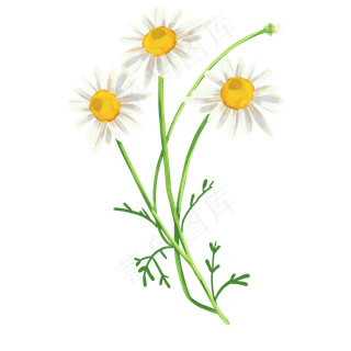 美丽白色洋甘菊,免抠元素