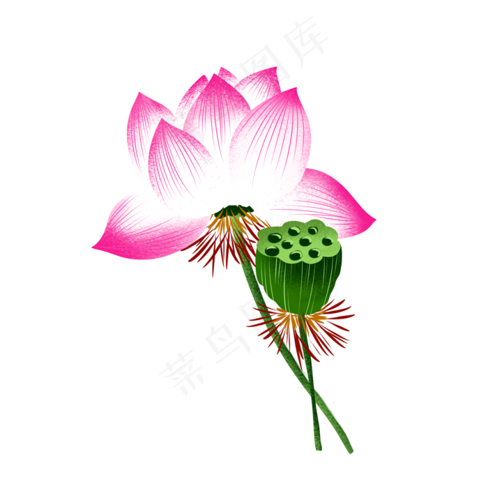 荷花莲子莲花(2000X2000(DPI:299))psd模版下载