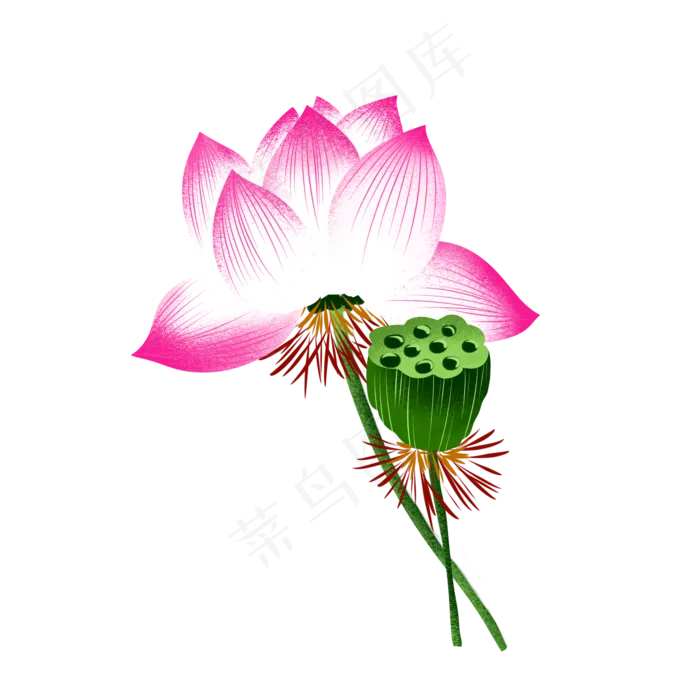 荷花莲子莲花