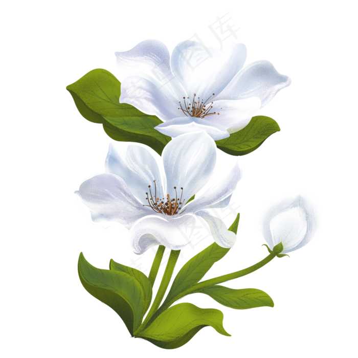 白花手绘白色小花装饰