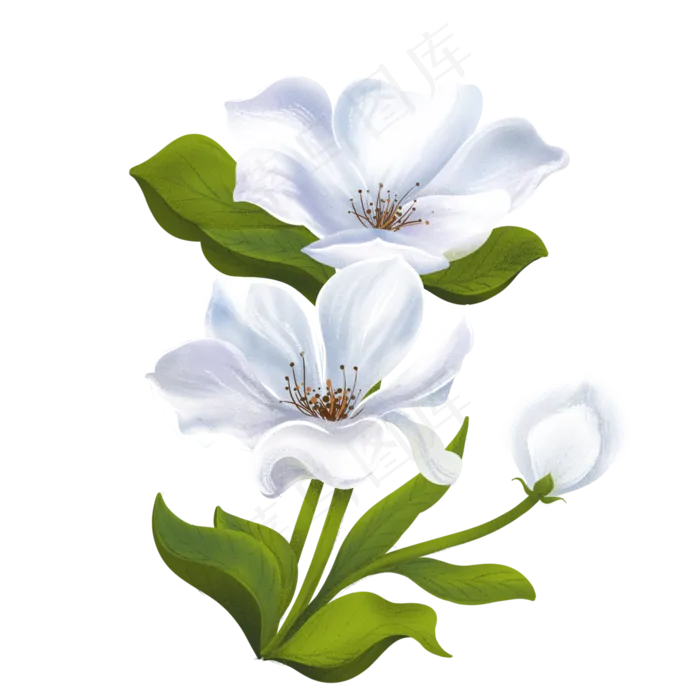 白花手绘白色小花装饰