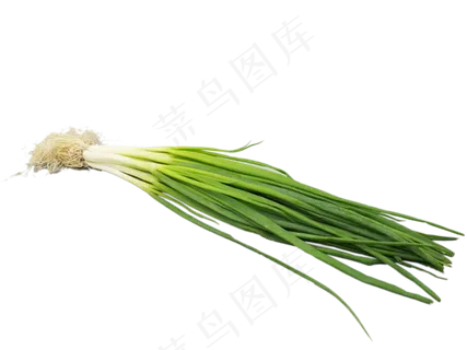 绿色蔬菜小葱 绿色蔬菜小葱