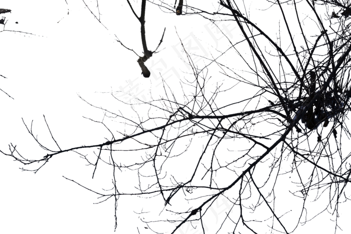 冬天里的树枝上没了叶子