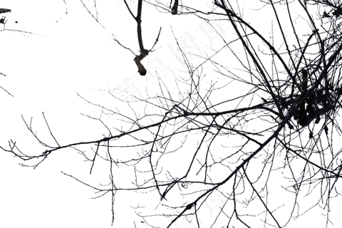 冬天里的树枝上没了叶子