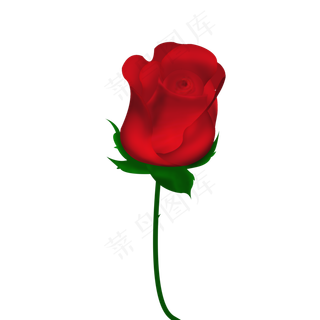 红色的玫瑰花一只