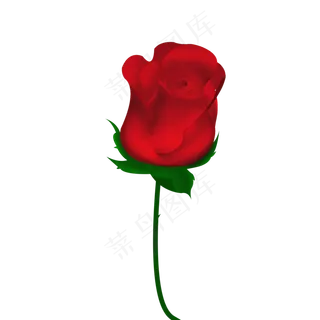 红色的玫瑰花一只
